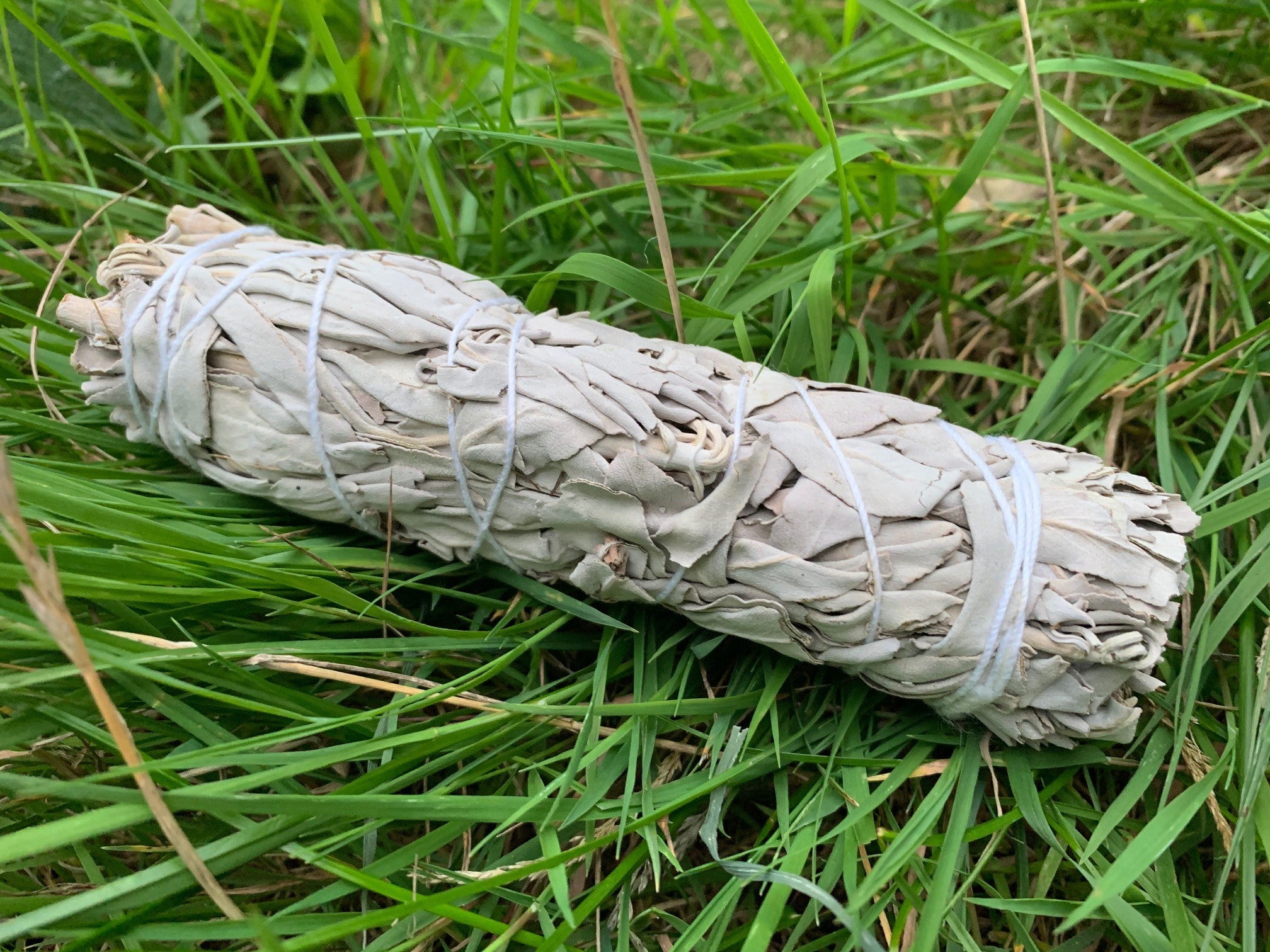 Herbs - White Sage