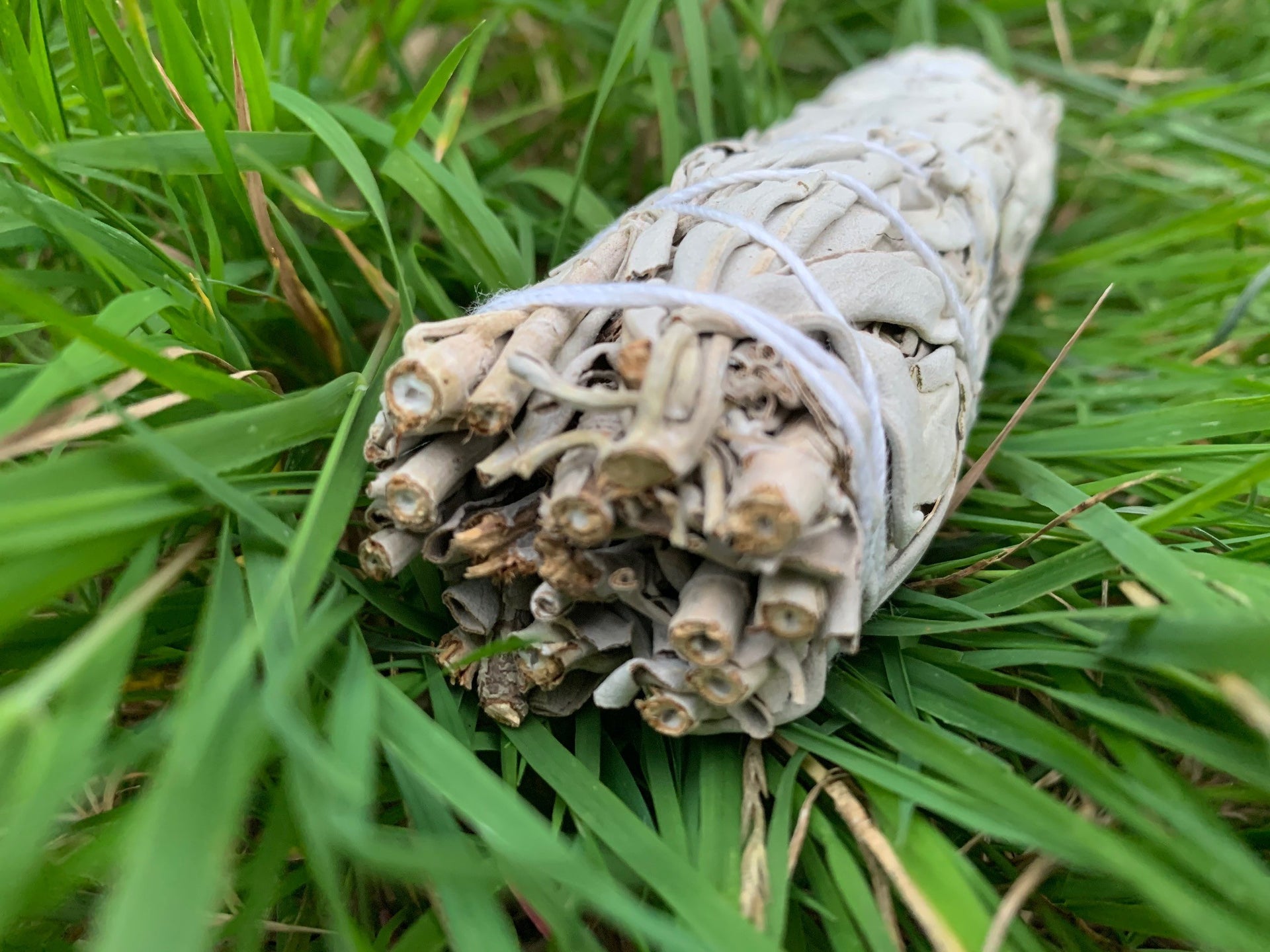 Herbs - White Sage