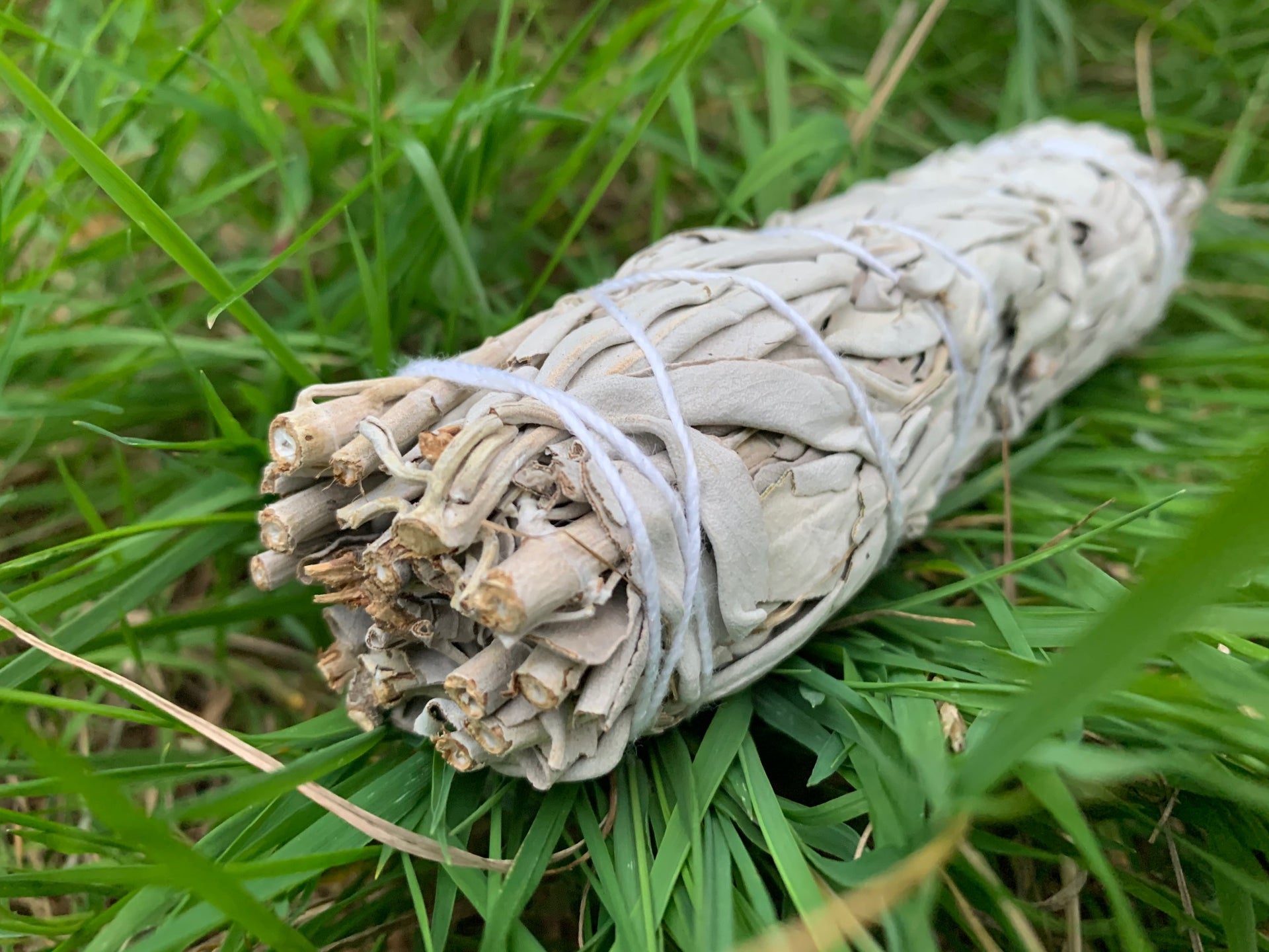 White Sage