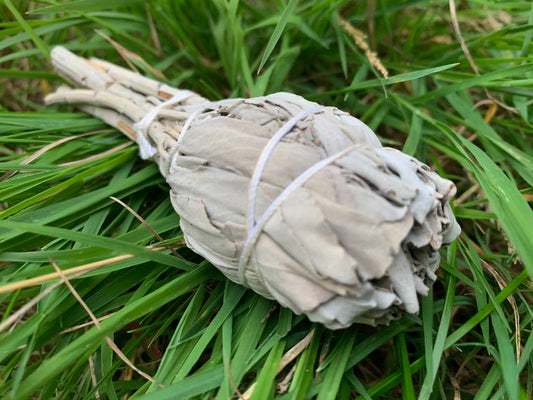 White Sage